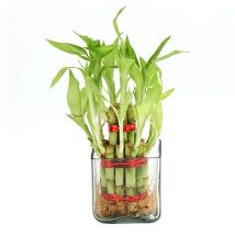 Lucky Bamboo:  Plants Delivery