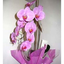 Pot Orchid Plant: Order Plants 