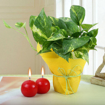 Red Candles And Money Plant Combo: Order Plants 